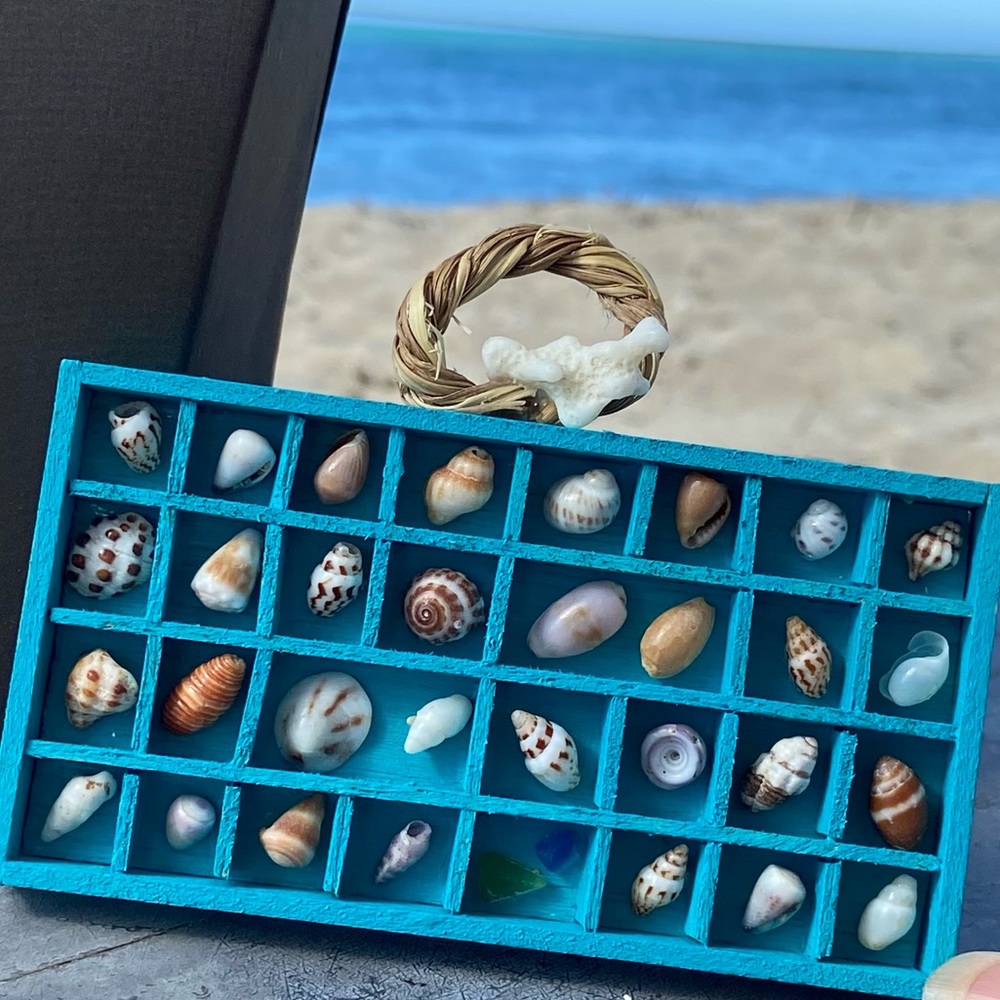 Hawaiian seashell display